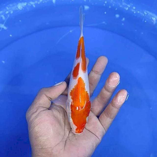 Kuhaku / 18 cm
