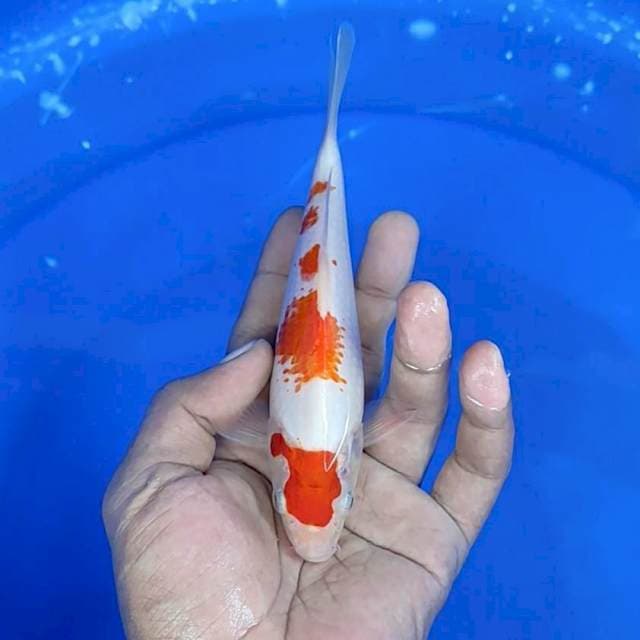 Kuhaku / 17 cm