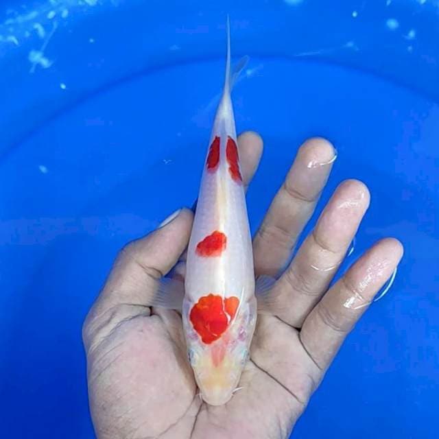 Kuhaku / 18 cm