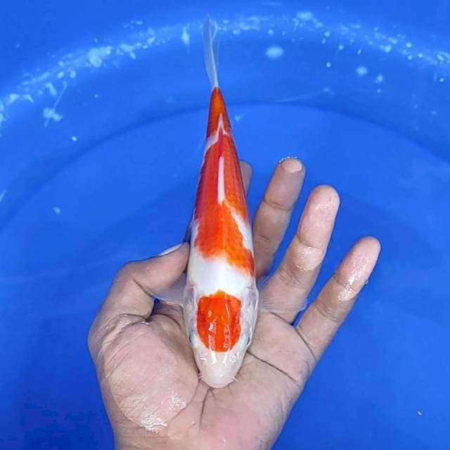 Kuhaku / 20 cm