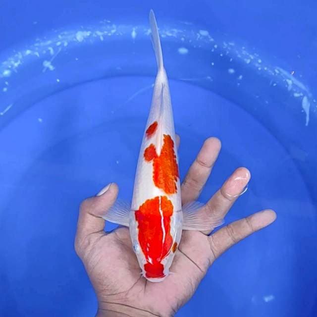 Kuhaku / 27 cm