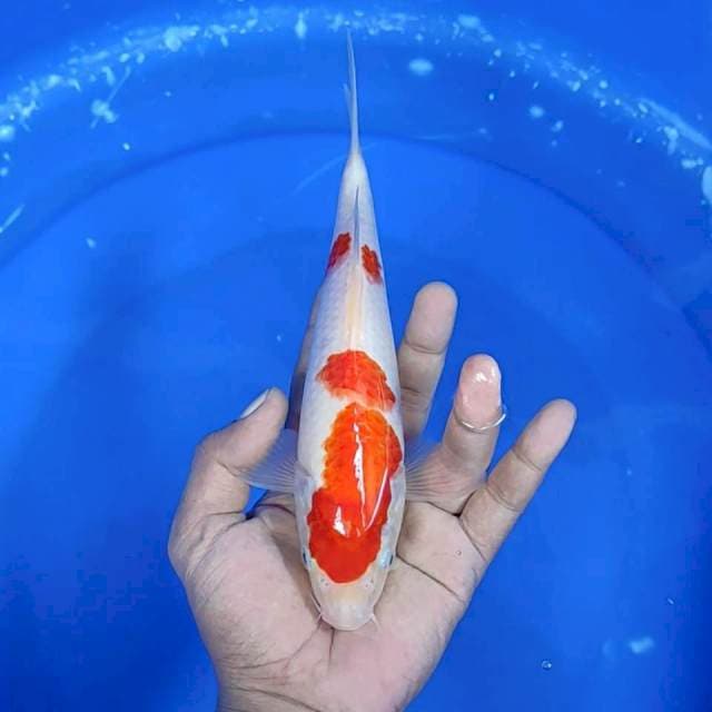 Kuhaku / 23 cm