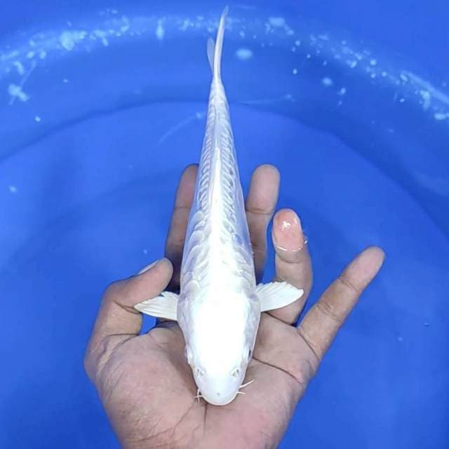 Platinum / 23 cm