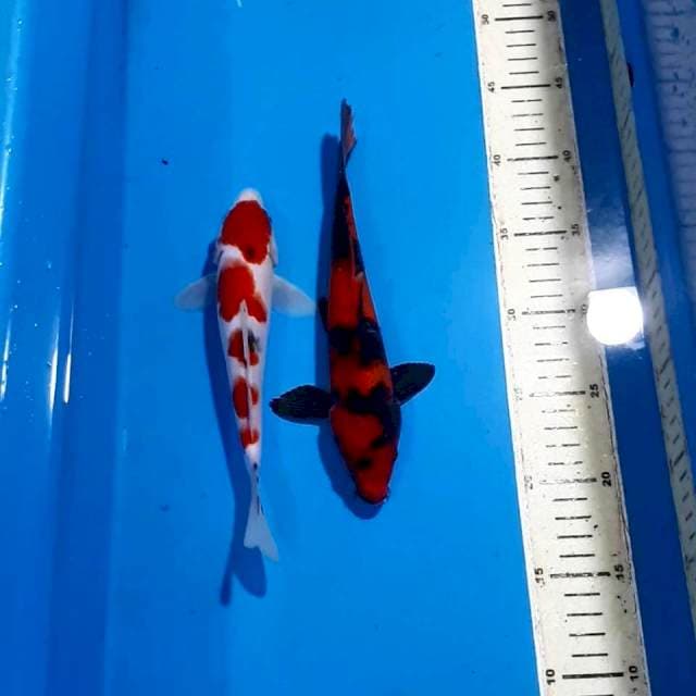ORIGINAL SANKE & HI UTSURI SHOW QUALITY 21& 23 CM