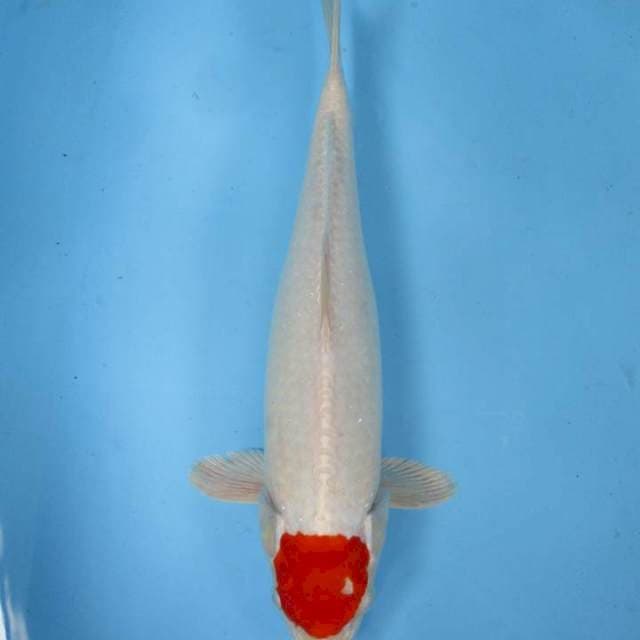 40 cm - Tancho sakura Ogon