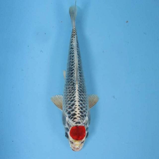 Baby Tancho kujaku -25 cm