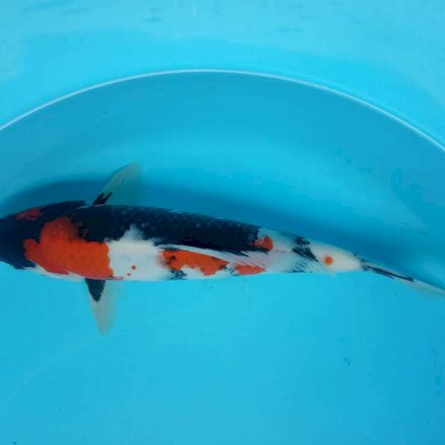 Showa jantan