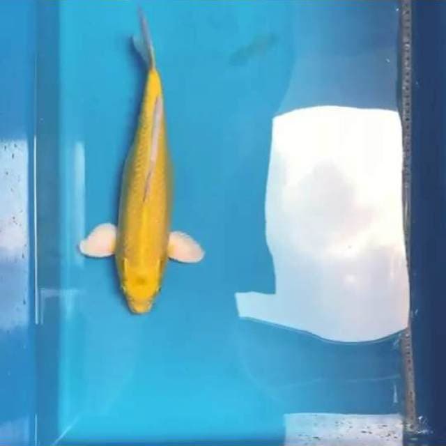 Yamabuki Ogon 45bu