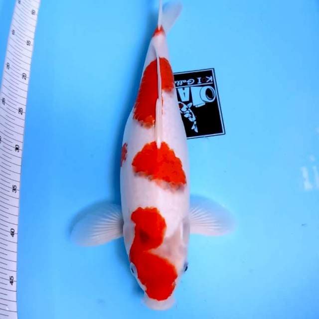 ⭐jumbo ai goromo female bunting⭐ original 100%