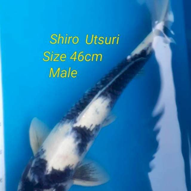Shiro utsuri