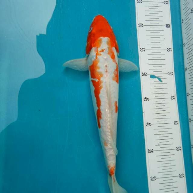 Koshui f1 tomezo