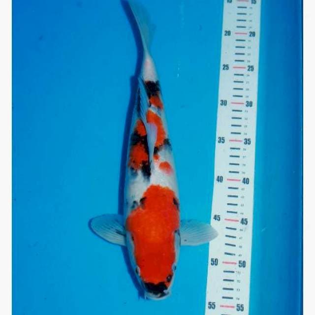 Kindai showa gud body male montok 35cm