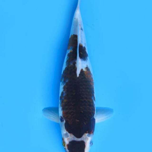 Budogoromo 30 cm ml