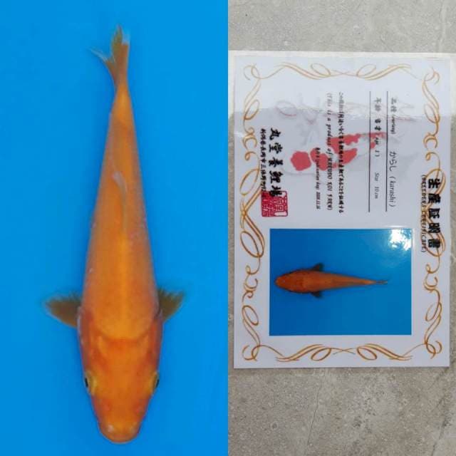 spesial red karashi 15cm serty