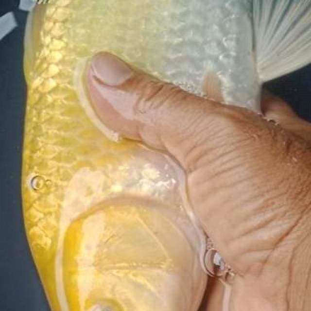 KARASHI JUMBO MATA MERAH 38 Cm, JANTAN