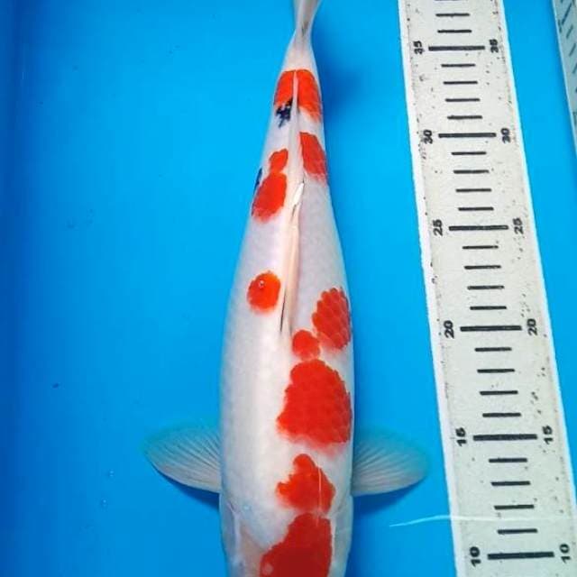 SANKE 35 Cm