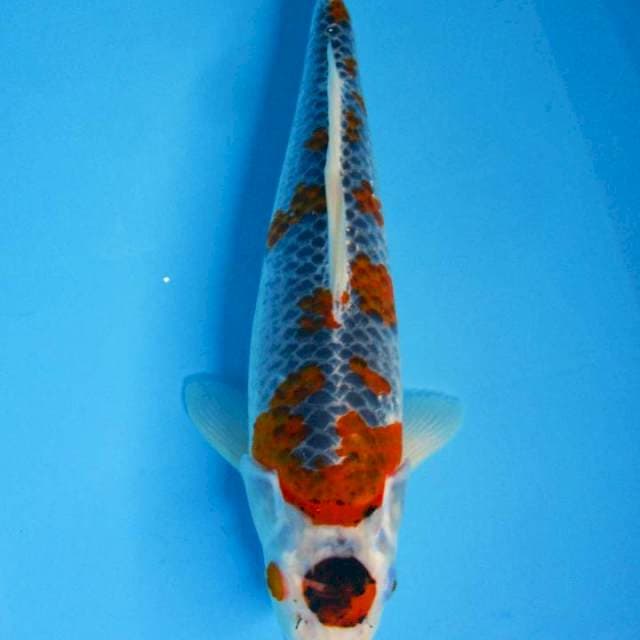Super jumbo 42 cm - Ghosiky Fimale