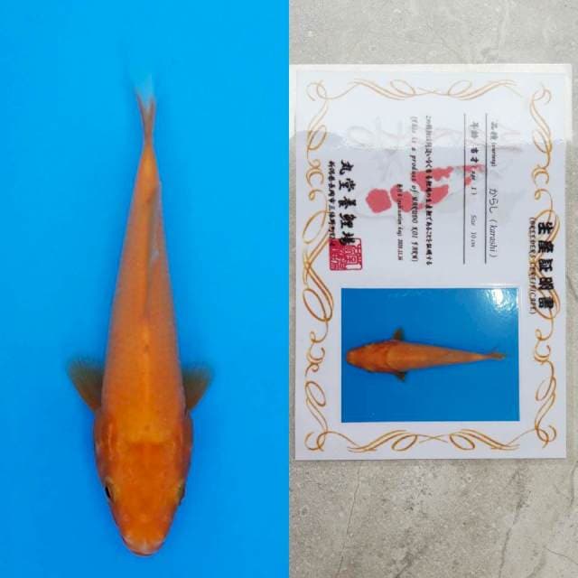spesial red karashi 15cm serty