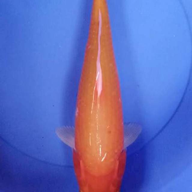 Orenji 41 cm