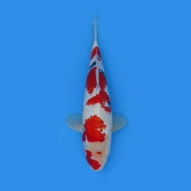 JUMBO TOSAI SHOWA TATEGOI