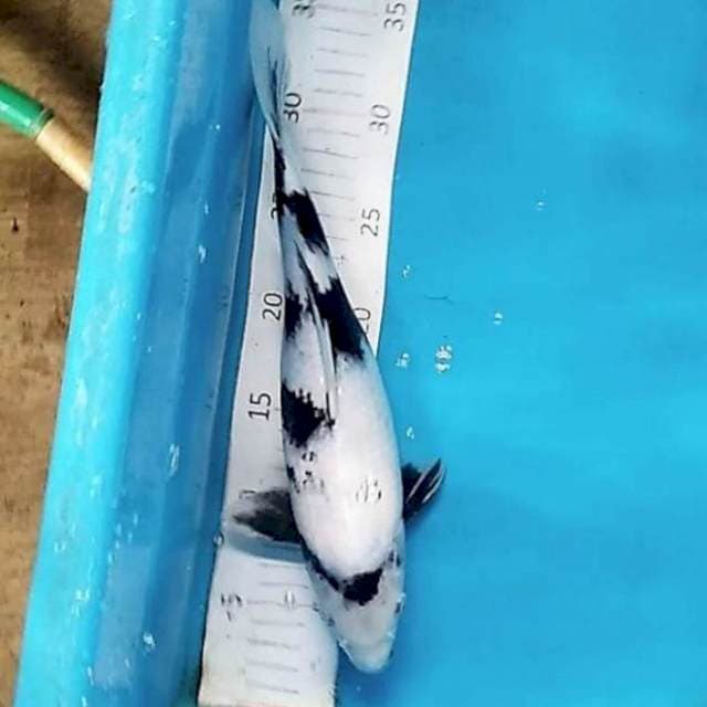 Shiro hulk 33cm