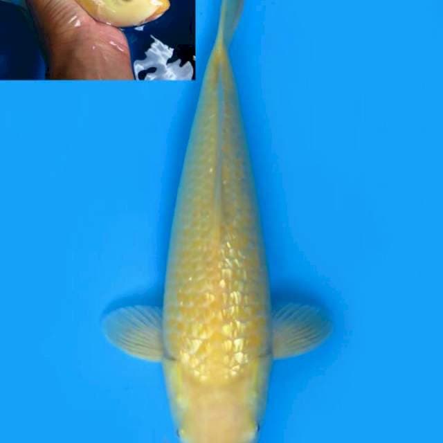 Kargin 36cm