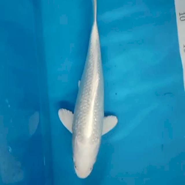 Platinum gindrin