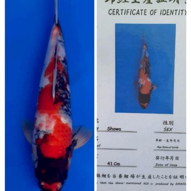 Showa dainichi