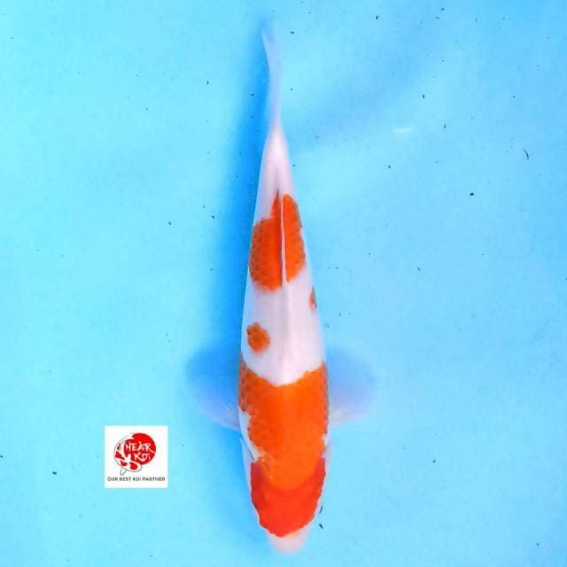 Kohaku 23 cm