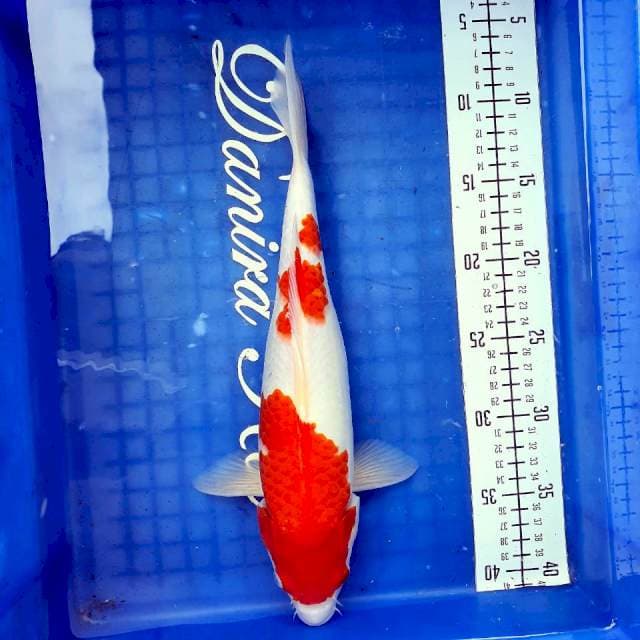 35cm Kohaku Strong ❤🌶🔴