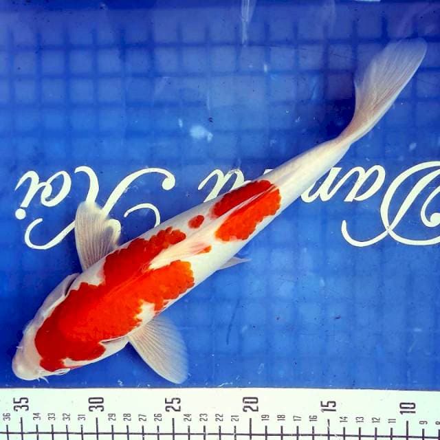 33cm Kuhaku Strong πΆβ€π΄