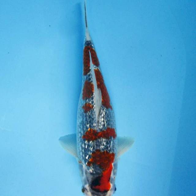 Ginrin Ghosyki - 30 cm