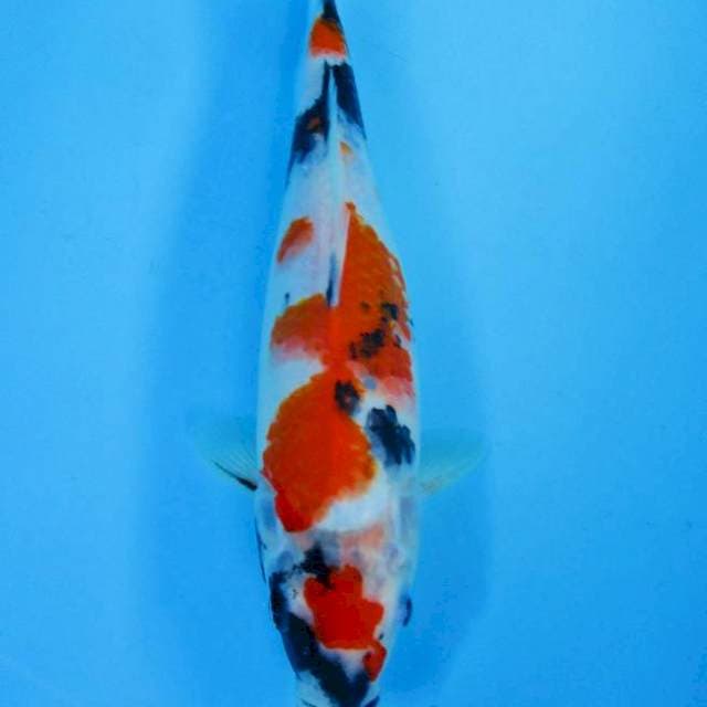 Showa 30 cm
