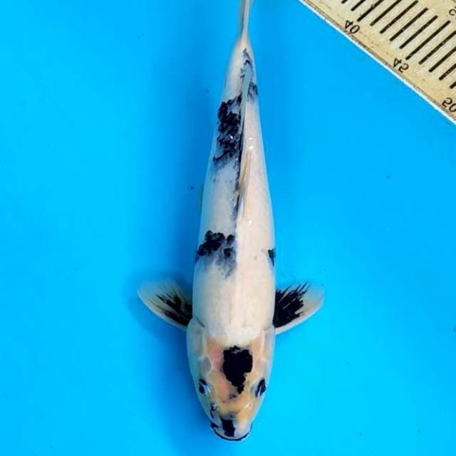 Shiro sumi maruten 37 cm
