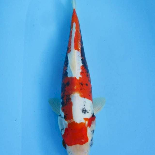 Benikumon 32 cm