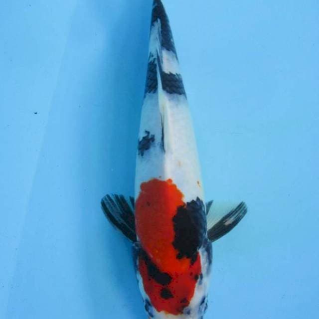 30 cm - Showa Male