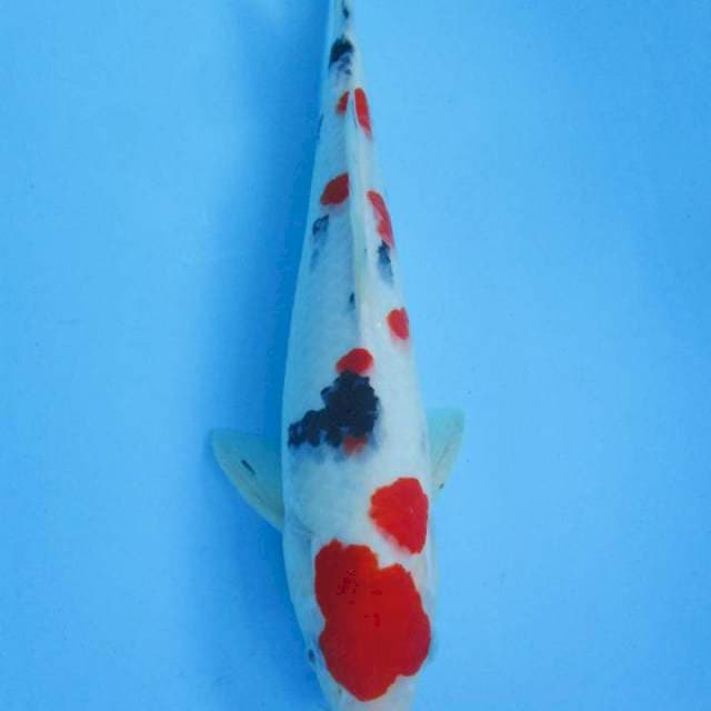 Kindai Sanke - 32 cm