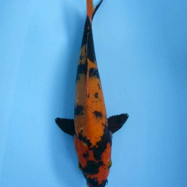 Hi Utsuri - 32 cm