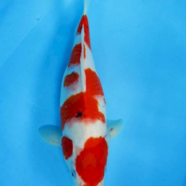 37 cm - Domino Sanke