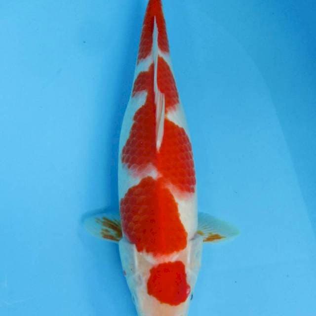 Maruten Kohaku Original -36 cm