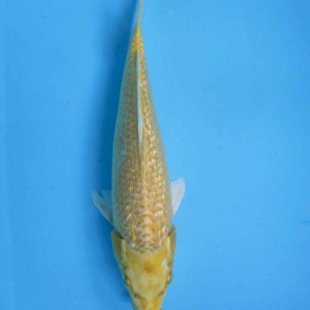Ginrin Ogon - 28 cm