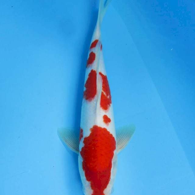 Male 32 cm - Kohaku original