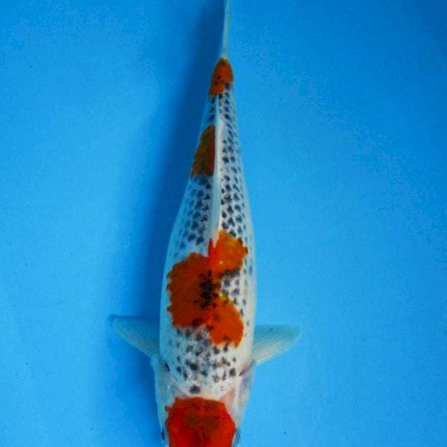 Maruten Ghosyki 34 cm
