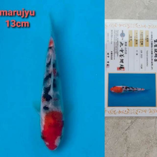 marujyu taisho sanshoku serty
