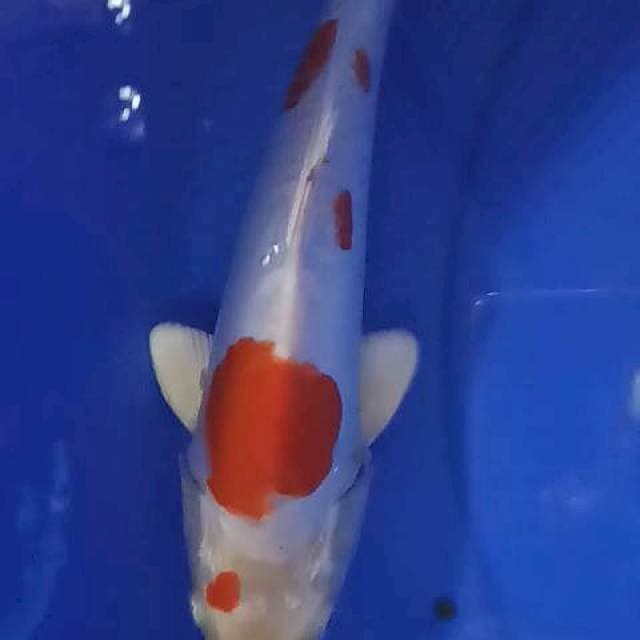 Hikarimono 25up