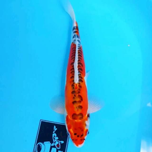 ⭐doitsu aja 35 cm ⭐