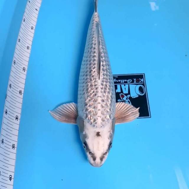⭐MUKASHI GINRIN Male⭐ PUNUK ⭐