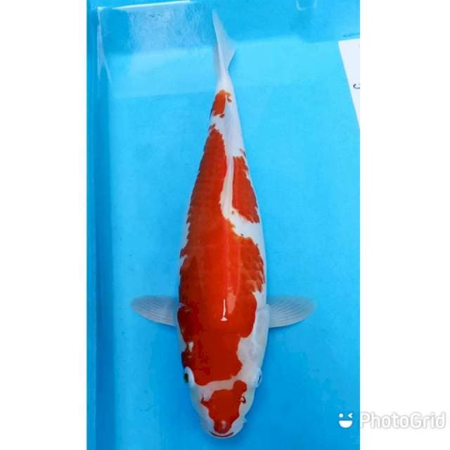 Red Kohaku 37cm