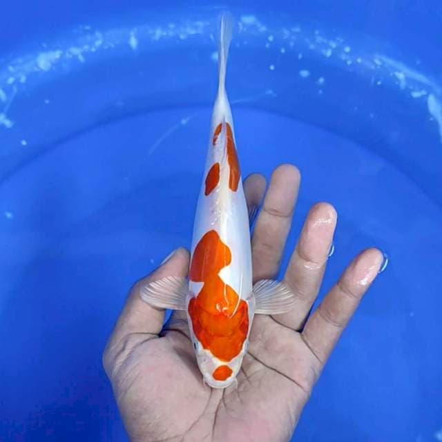 Ikushu / 20 cm