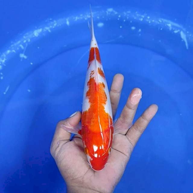 Kuhaku / 25 cm